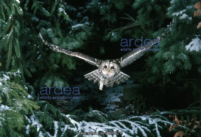 : Tawny Owl (Strix aluco) in flight : Tawny Owl (Strix aluco) in flight
