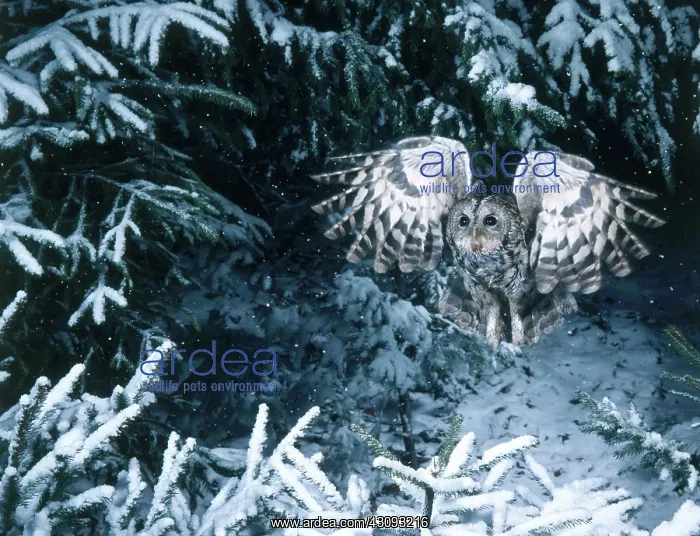 : Tawny Owl (Strix aluco) in flight : Tawny Owl (Strix aluco) in flight