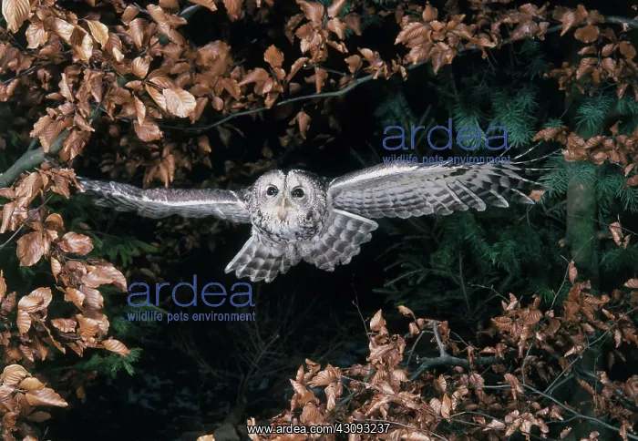 : Tawny Owl (Strix aluco) in flight : Tawny Owl (Strix aluco) in flight