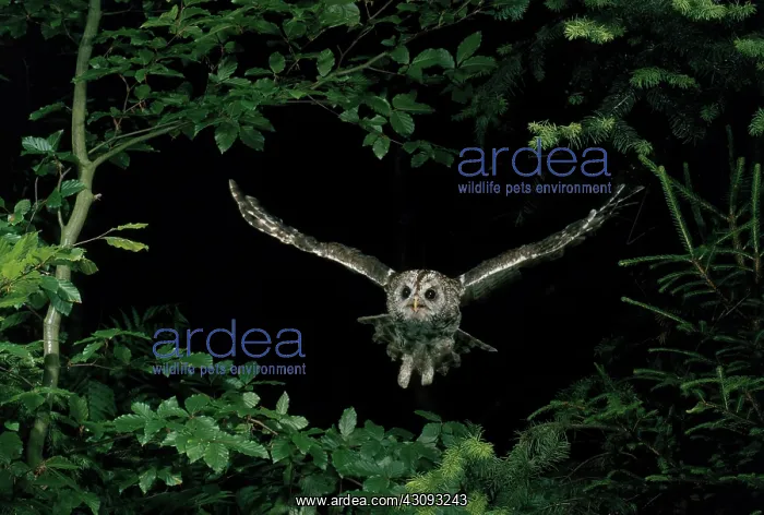 : Tawny Owl (Strix aluco) in flight : Tawny Owl (Strix aluco) in flight