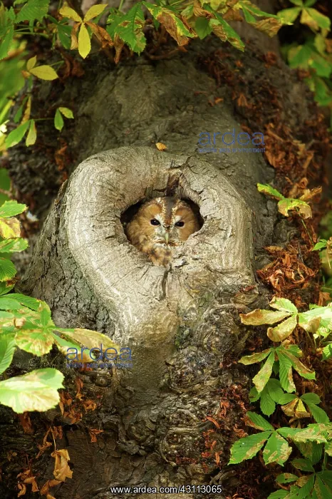 : Tawny Owl (Strix aluco) resting in nesting hole in unidentified chestnut-tree : Tawny Owl (Strix aluco) resting in nesting hole in unidentified chestnut-tree