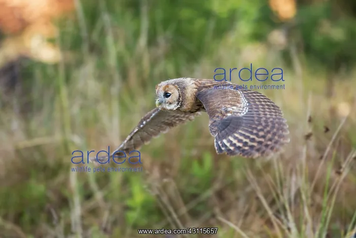 : Tawny Owl. Young Tawny Owl (Strix aluco) in flight : Tawny Owl. Young Tawny Owl (Strix aluco) in flight