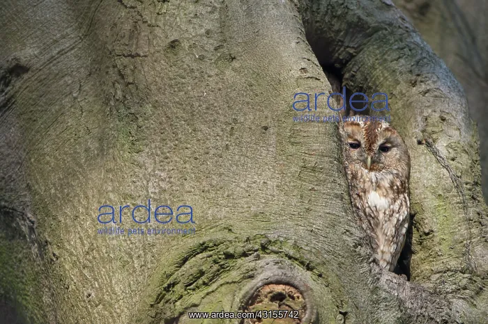 : Tawny Owl (Strix aluco) resting in tree cavity, The Netherlands, Zuid-Holland : Tawny Owl (Strix aluco) resting in tree cavity, The Netherlands, Zuid-Holland