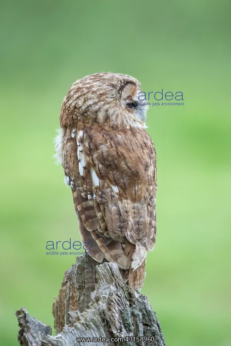 : Tawny Owl (Strix aluco) perching on a tree stump, England, Surrey : Tawny Owl (Strix aluco) perching on a tree stump, England, Surrey