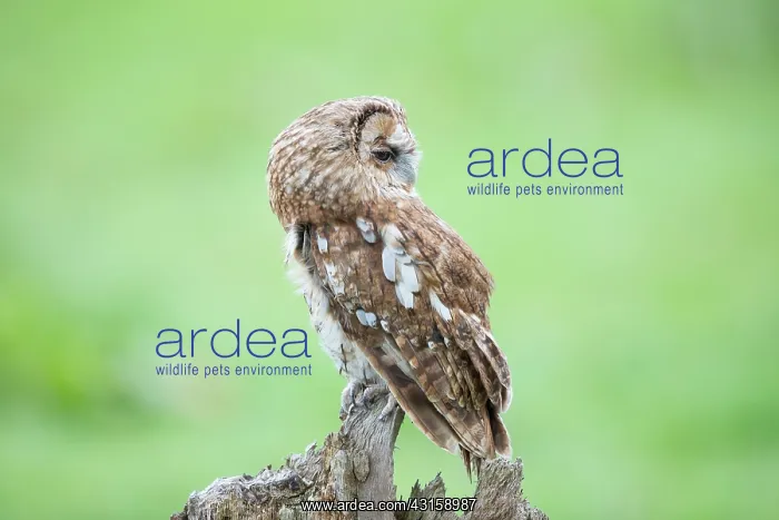 : Tawny Owl (Strix aluco) perching on a tree stump, England, Surrey : Tawny Owl (Strix aluco) perching on a tree stump, England, Surrey