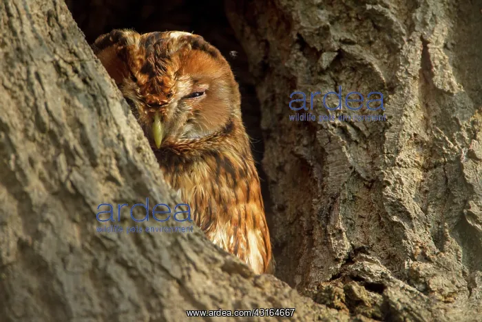 : Tawny Owl (Strix aluco) resting in nest hole in morning light : Tawny Owl (Strix aluco) resting in nest hole in morning light