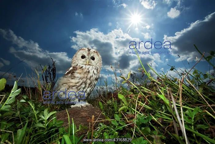 : Tawny Owl (Strix aluco) perched on a fallen tree trunk in the sun : Tawny Owl (Strix aluco) perched on a fallen tree trunk in the sun