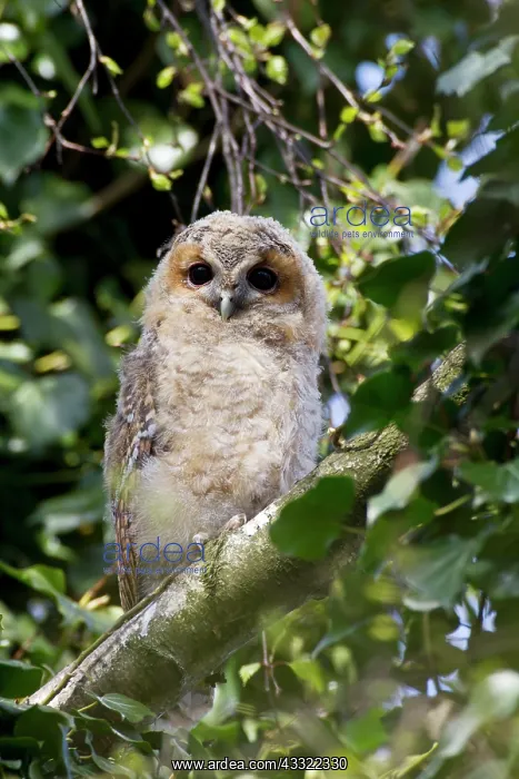 : Tawny Owl. Juvenile Tawny Owl (Strix aluco) perched on a tree branch : Tawny Owl. Juvenile Tawny Owl (Strix aluco) perched on a tree branch