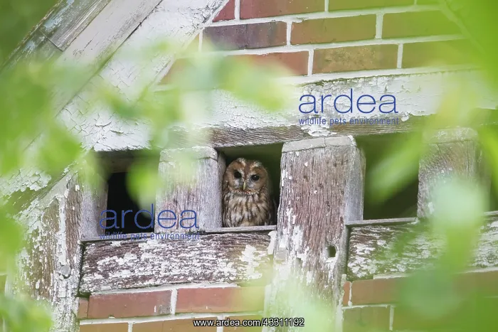 : Tawny Owl - adult bird looks out of a roof opening - Germany : Tawny Owl - adult bird looks out of a roof opening - Germany