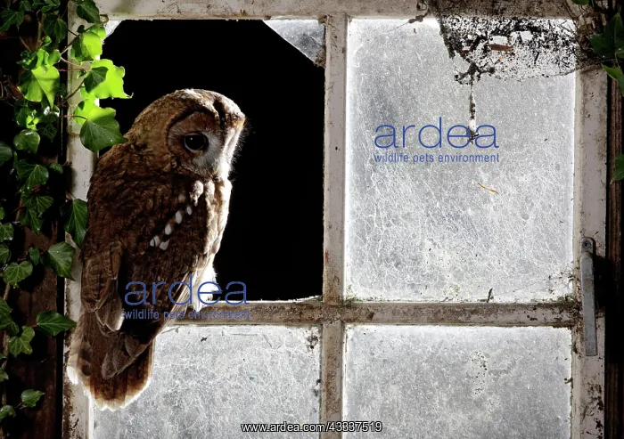 : Tawny owl - in barn window : Tawny owl - in barn window
