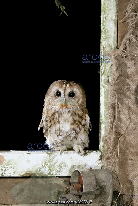 : Tawny Owl - On barn window frame, captive bred : Tawny Owl - On barn window frame, captive bred