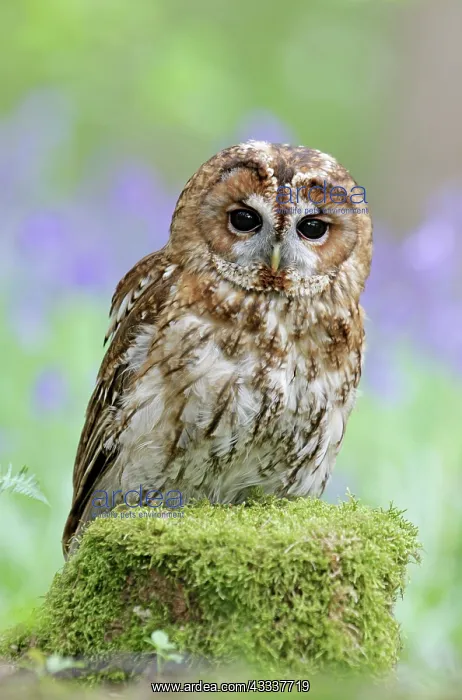 : Tawny Owl - in bluebell wood : Tawny Owl - in bluebell wood