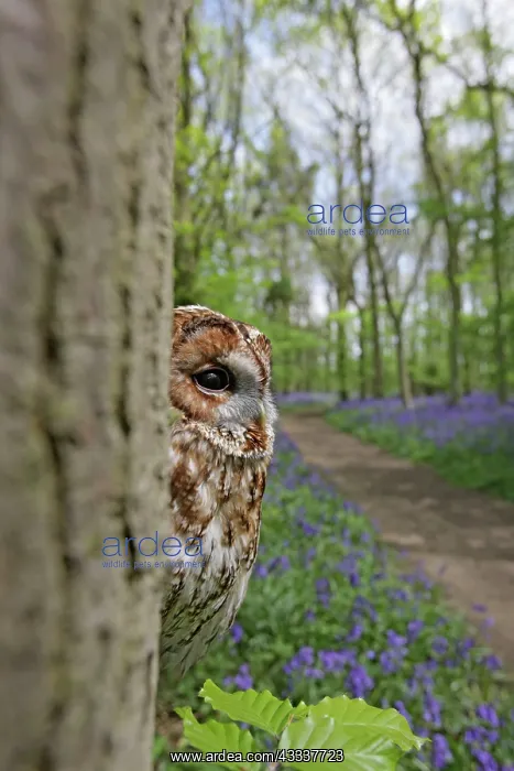 : Tawny Owl - in bluebell wood : Tawny Owl - in bluebell wood