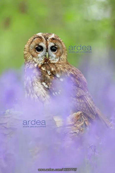 : Tawny Owl - in bluebell wood : Tawny Owl - in bluebell wood