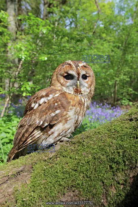 : Tawny Owl - in bluebell wood : Tawny Owl - in bluebell wood