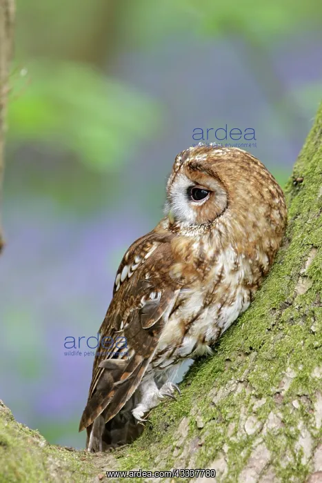 : Tawny Owl - in bluebell wood : Tawny Owl - in bluebell wood