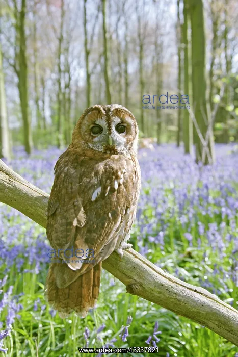 : Tawny Owl - in bluebell wood : Tawny Owl - in bluebell wood