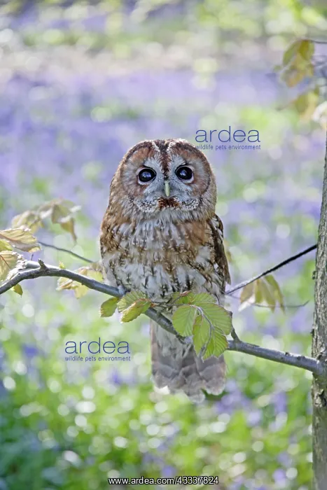 : Tawny Owl - in bluebell wood : Tawny Owl - in bluebell wood