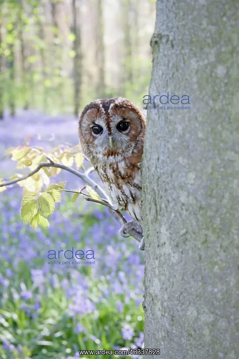 : Tawny Owl - in bluebell wood : Tawny Owl - in bluebell wood