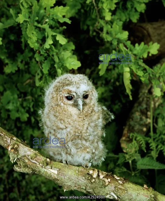 : Tawny OWL - chick perched on branch : Tawny OWL - chick perched on branch