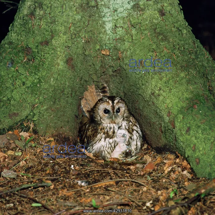 : Tawny Owl - with two chicks & food : Tawny Owl - with two chicks & food