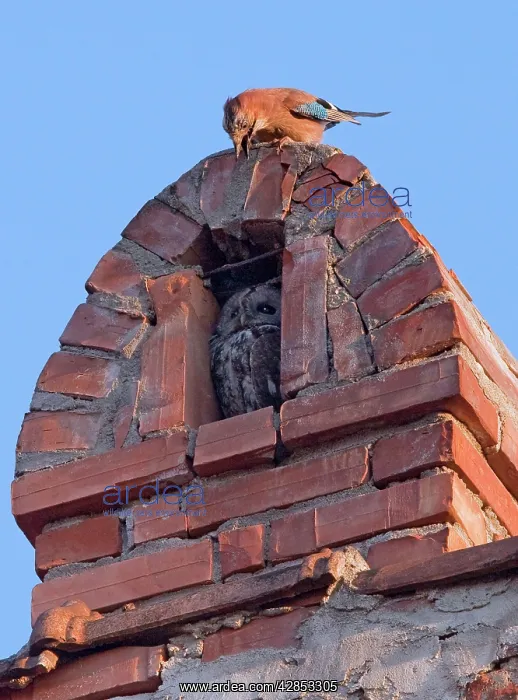 : Tawny Owl in chimney alcove being mobbed by a Jay : Tawny Owl in chimney alcove being mobbed by a Jay