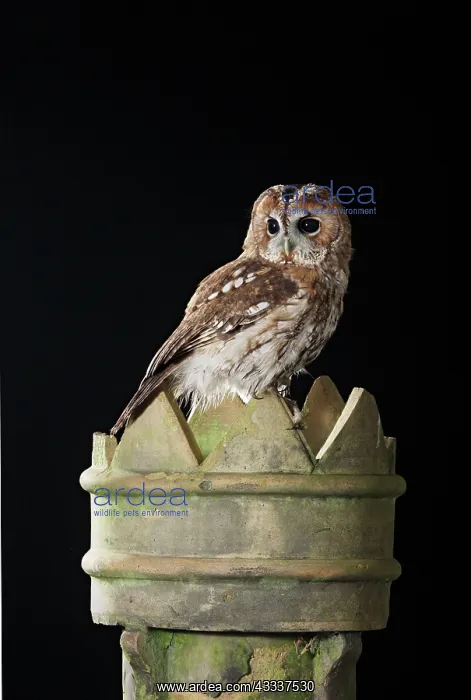 : Tawny owl - on chimney pot : Tawny owl - on chimney pot