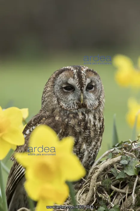  : Tawny Owl - Cornwall - UK