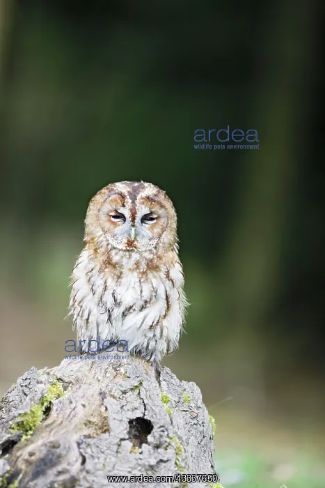 : Tawny owl - dozing on stump : Tawny owl - dozing on stump