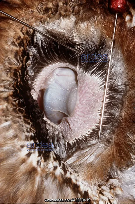 : TAWNY OWL - Feathers parted to show ear and flaps : TAWNY OWL - Feathers parted to show ear and flaps