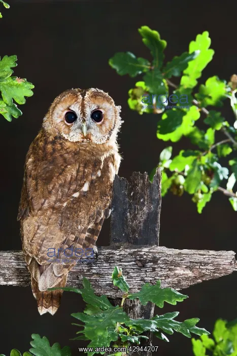 : Tawny owl - on fence : Tawny owl - on fence
