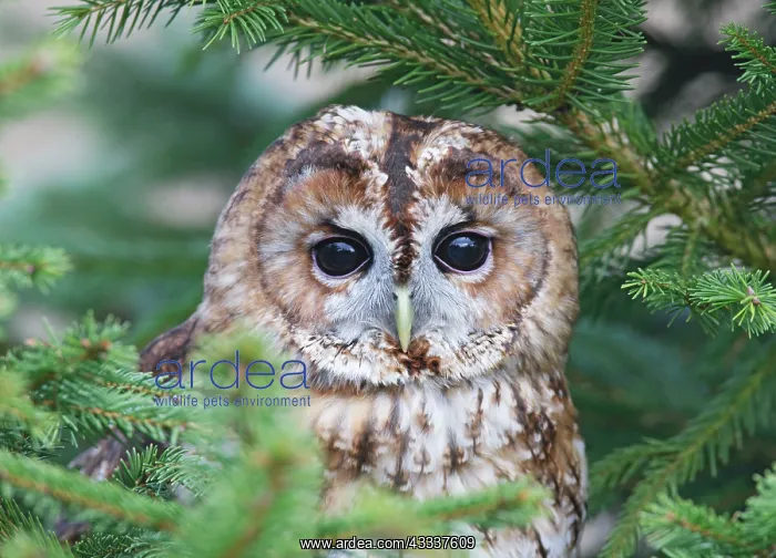 : Tawny Owl - in fir tree : Tawny Owl - in fir tree