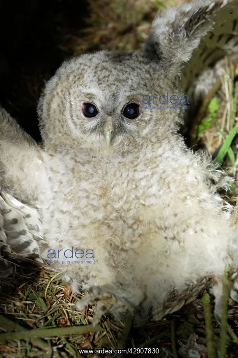 : Tawny Owl - Fledgling on ground in defence pose : Tawny Owl - Fledgling on ground in defence pose