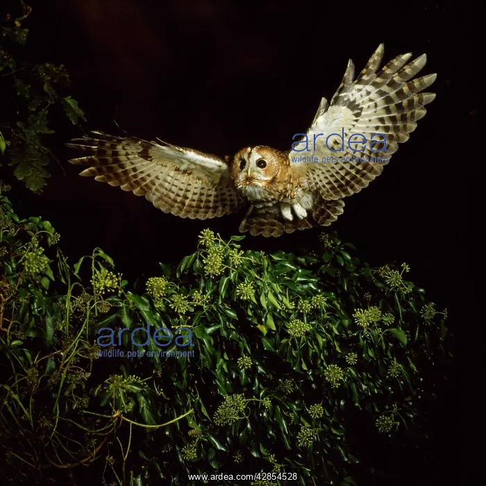 : TAWNY OWL - in flight : TAWNY OWL - in flight