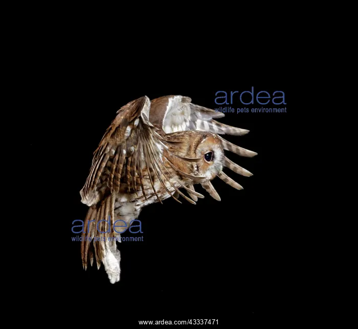 : Tawny owl - in flight : Tawny owl - in flight