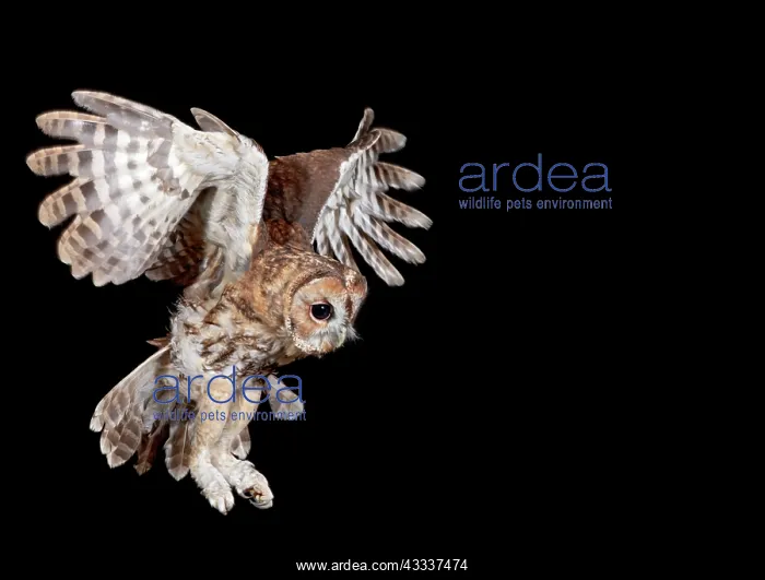 : Tawny owl - in flight : Tawny owl - in flight
