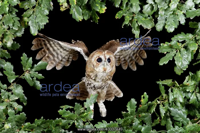 : Tawny owl - in flight head on : Tawny owl - in flight head on