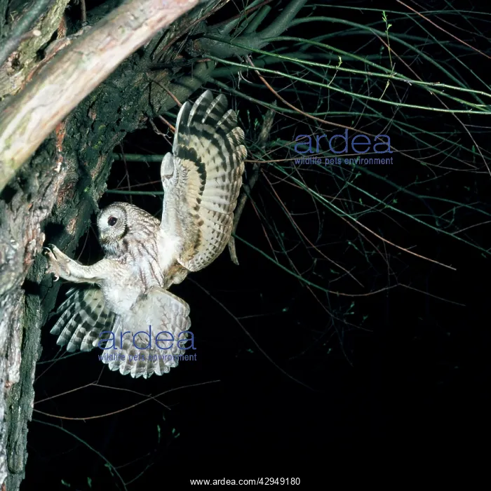 : Tawny Owl - in flight, towards nest : Tawny Owl - in flight, towards nest