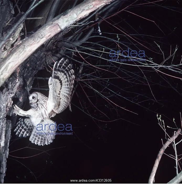 : TAWNY OWL - in flight, towards nest : TAWNY OWL - in flight, towards nest