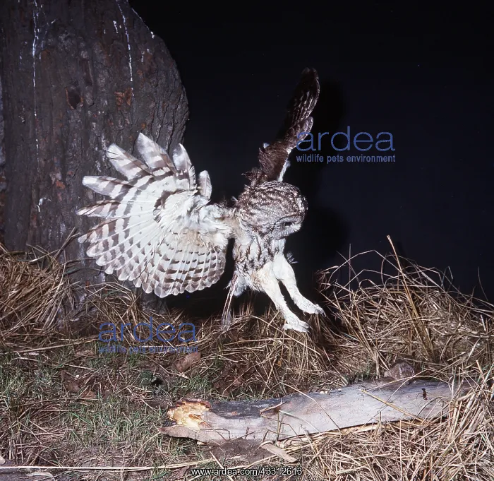  : TAWNY OWL - in flight, pouncing on prey
