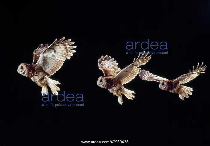 : Tawny Owl - in flight - time lapse image : Tawny Owl - in flight - time lapse image