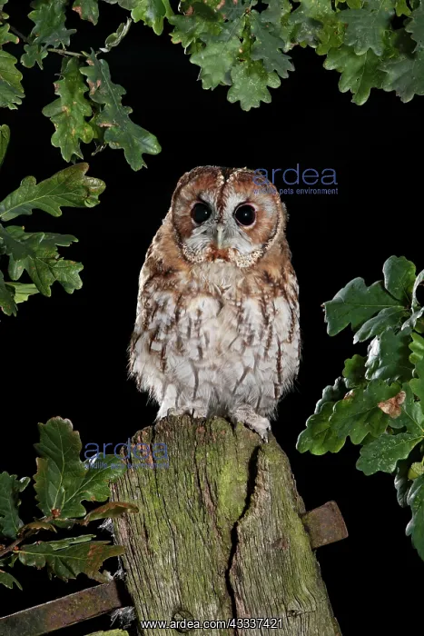 : Tawny owl on gate post : Tawny owl on gate post