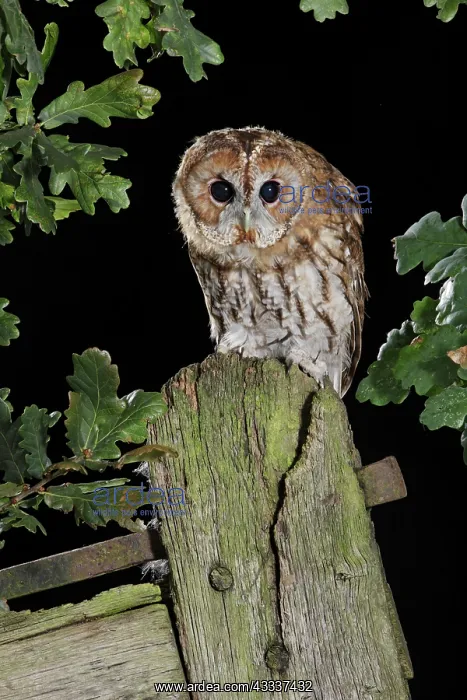 : tawny owl - on gate post - hunting : tawny owl - on gate post - hunting
