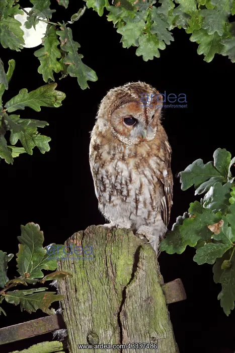 : Tawny owl - on gate post - in moonlight : Tawny owl - on gate post - in moonlight