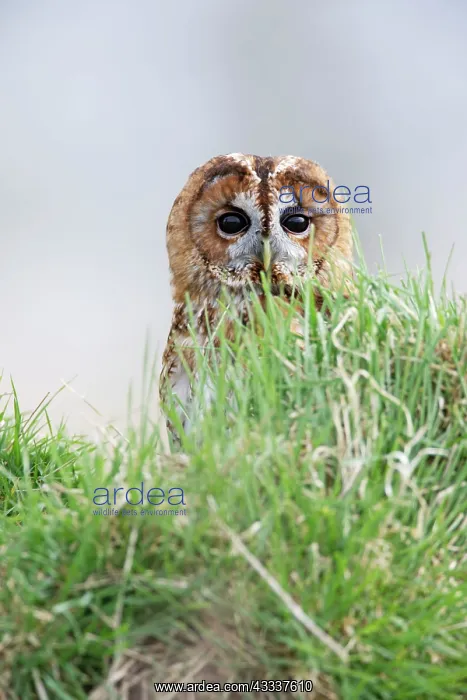 : Tawny Owl - in grass : Tawny Owl - in grass