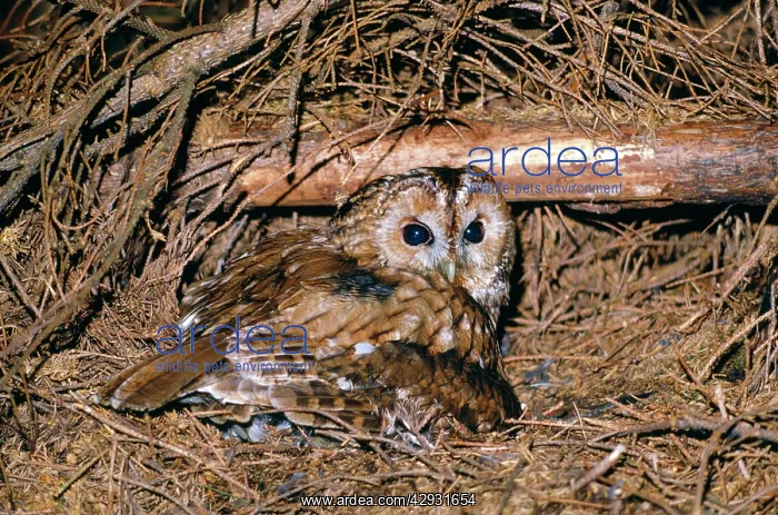  : Tawny Owl - on ground nest