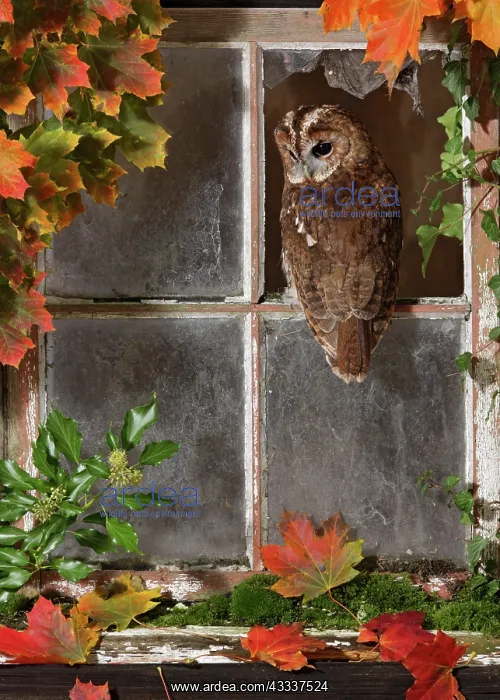 : Tawny owl looking out of barn window : Tawny owl looking out of barn window
