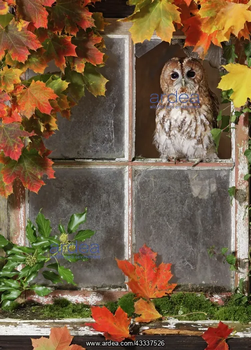 : Tawny owl looking out of barn window : Tawny owl looking out of barn window