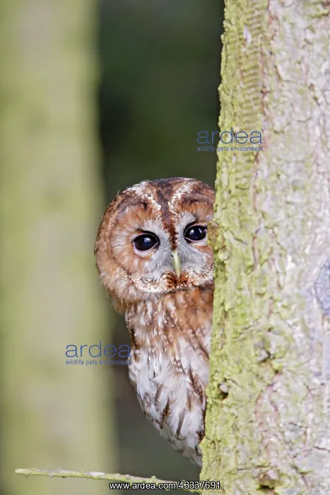 : Tawny Owl - looking around fir tree : Tawny Owl - looking around fir tree