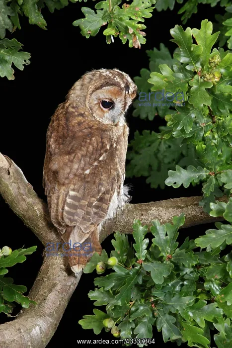 : Tawny owl - looking down from oak branch : Tawny owl - looking down from oak branch